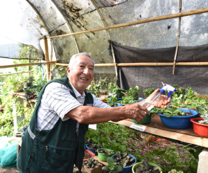 Una persona trabaja y muestra sus productos agrícolas en un invernadero